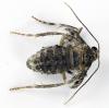 Operophtera brumata